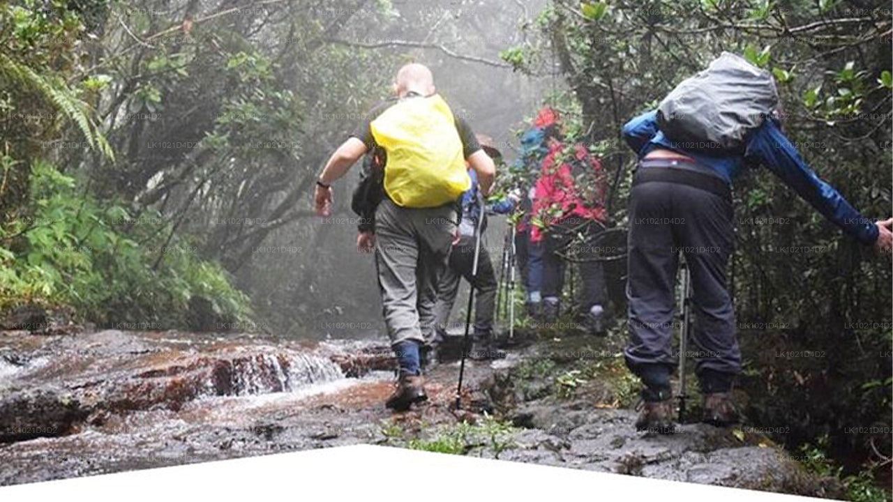 Regenwald-Entdeckungstour ab Bentota (2 Tage)