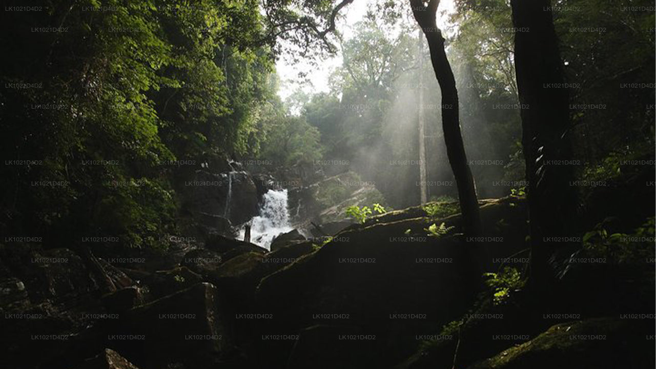 Regenwald-Entdeckungstour ab Bentota (2 Tage)