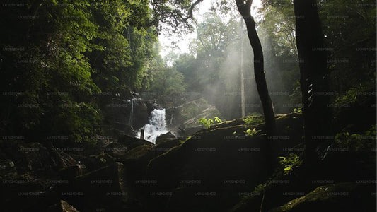 Regenwald-Entdeckungstour ab Bentota (2 Tage)