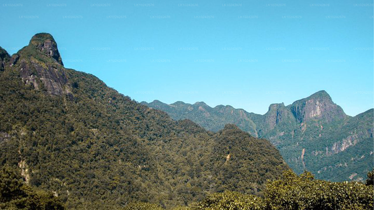 Nebelige Bergpfade ab Hikkaduwa (2 Tage)