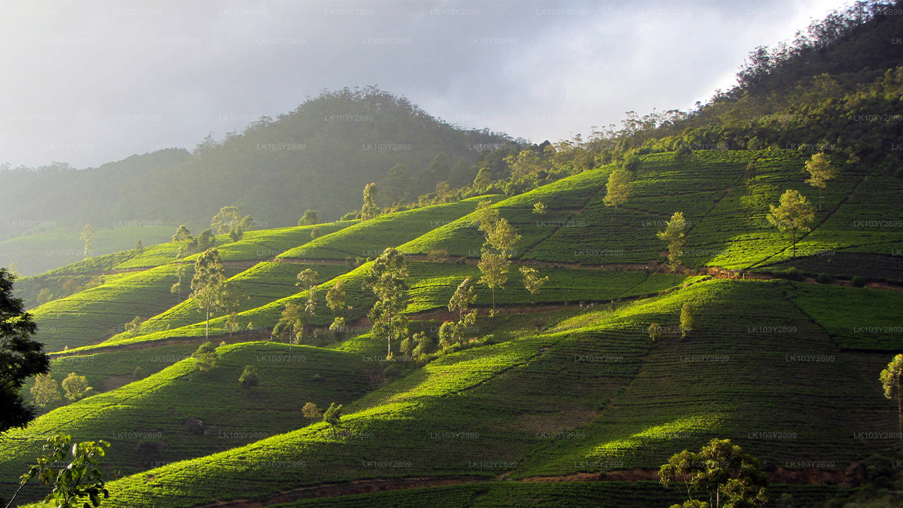 Entdecken Sie Sri Lanka von Colombo aus (4 Tage)
