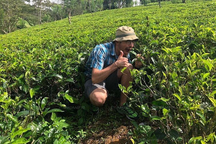 Weltweite Sensation in einem (10 Tage)