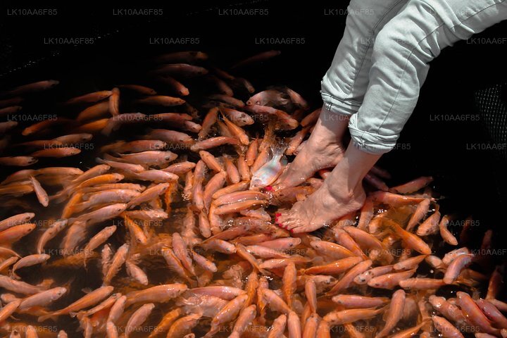 Weltweite Sensation in einem (10 Tage)