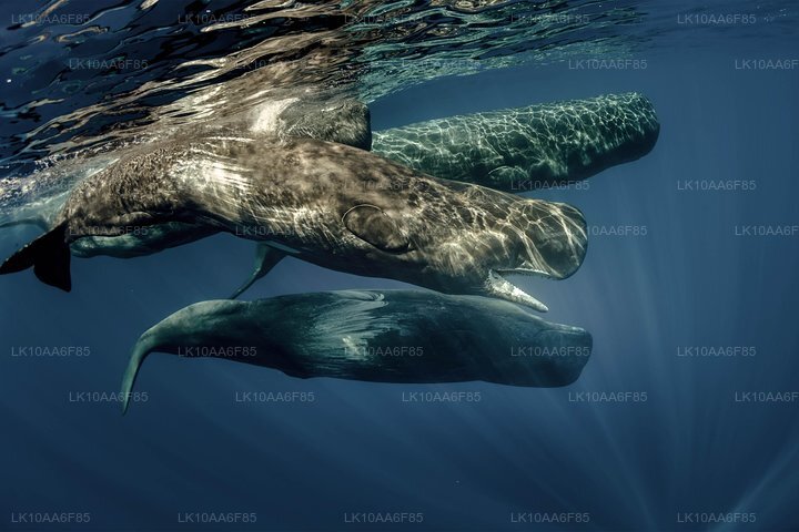 Weltweite Sensation in einem (10 Tage)