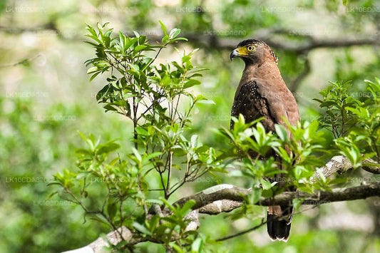 Wildtiertour mit Vögeln, Säugetieren und Walen (12 Tage)