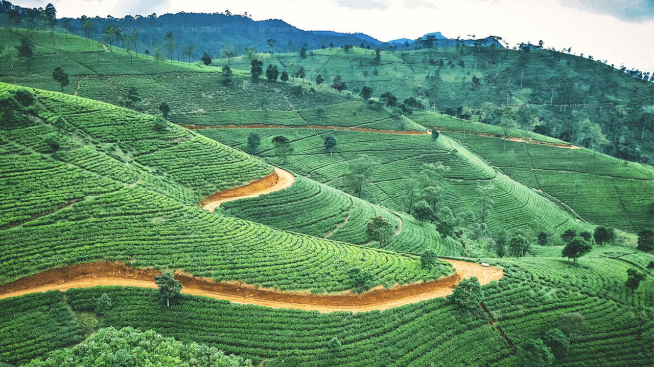 Höhepunkte einer Zugreise durch Sri Lanka (12)