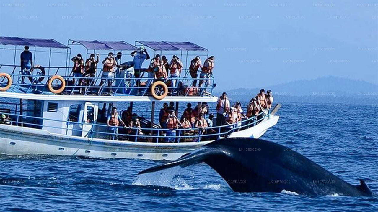 Wildtiertour mit Vögeln, Säugetieren und Walen (14 Tage)