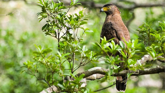 Wildtiertour mit Vögeln, Säugetieren und Walen (14 Tage)