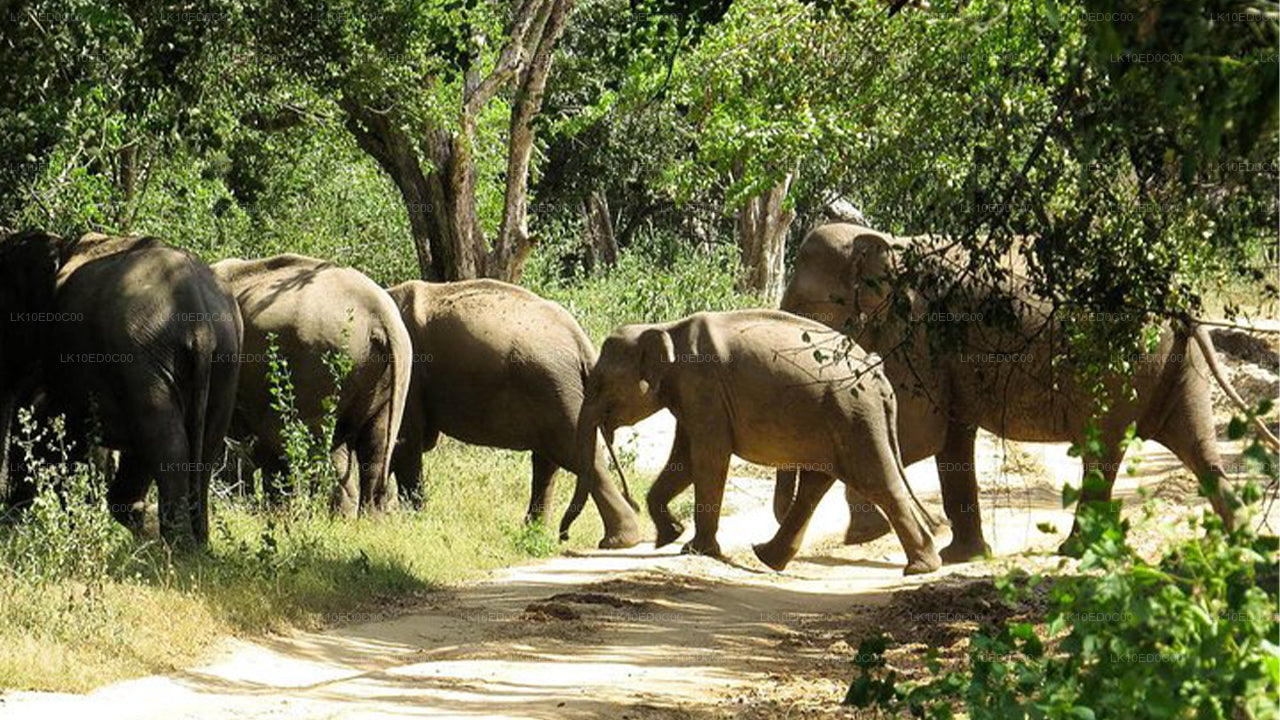 Wildtiertour mit Vögeln, Säugetieren und Walen (14 Tage)