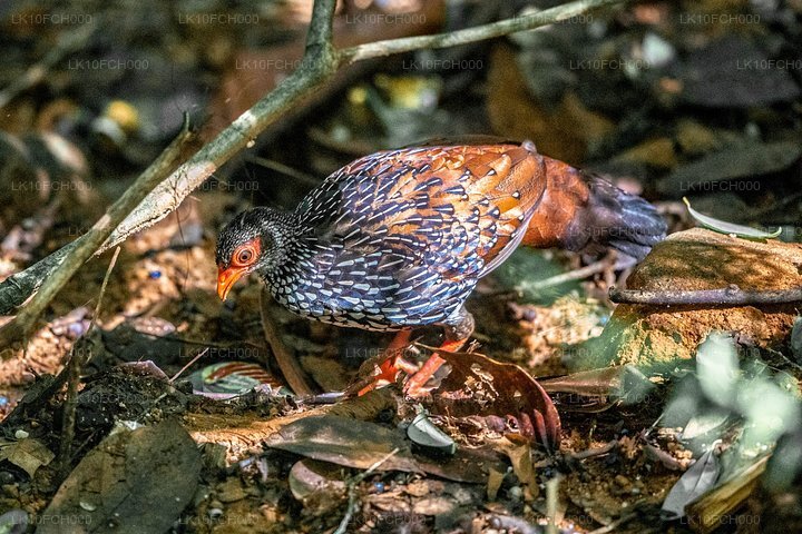 Tour zur Beobachtung endemischer und wandernder Vögel (15 Tage)