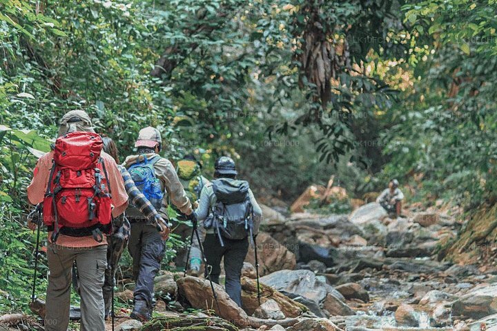 Tour zur Beobachtung endemischer und wandernder Vögel (15 Tage)