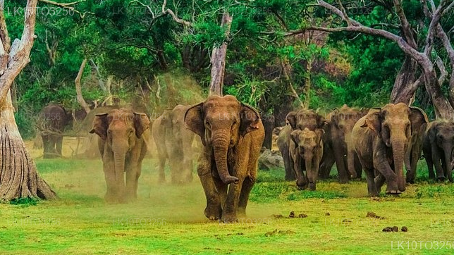 Private Tour from Arugam bay to Mirissa with Udawalawe Safari