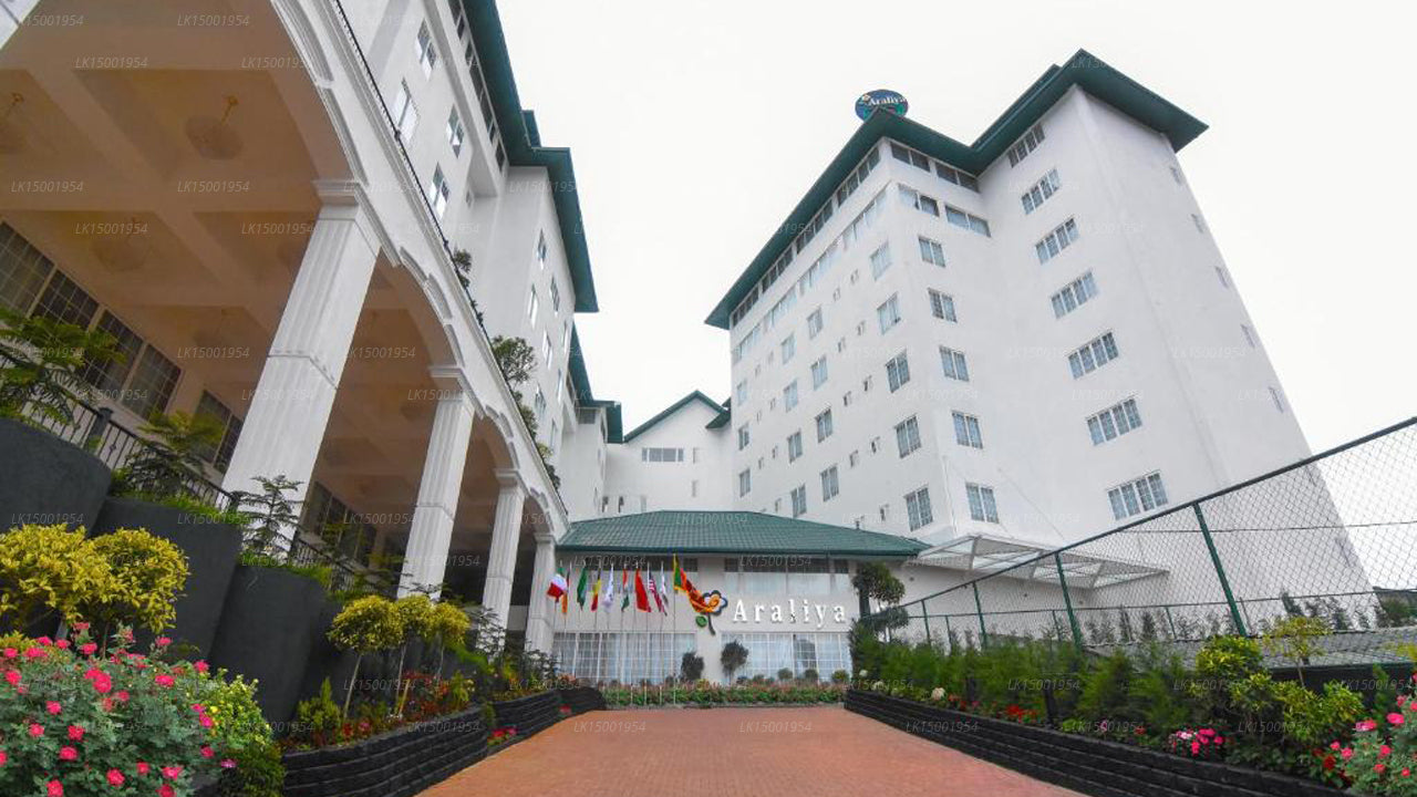 Araliya Rot, Nuwara Eliya 