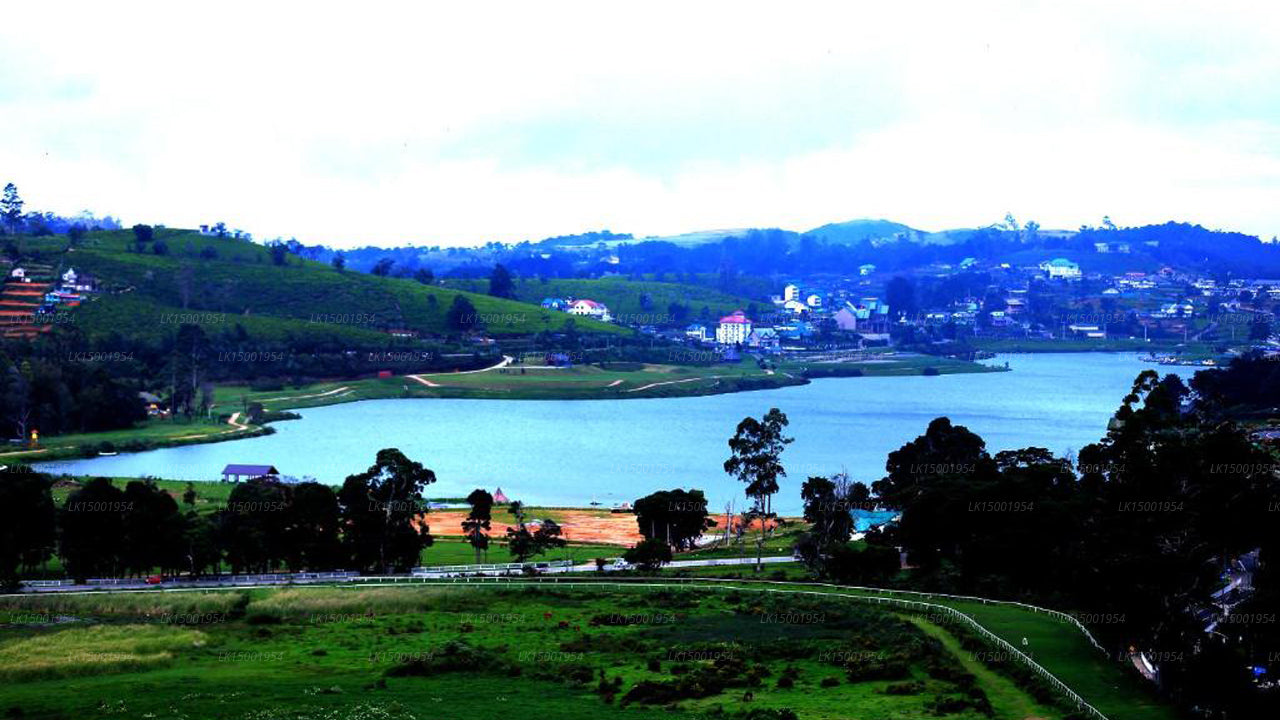 Araliya Rot, Nuwara Eliya 