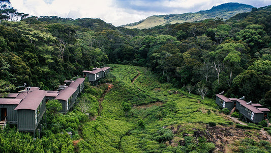 Regenwald-Ecolodge, Sinharaja