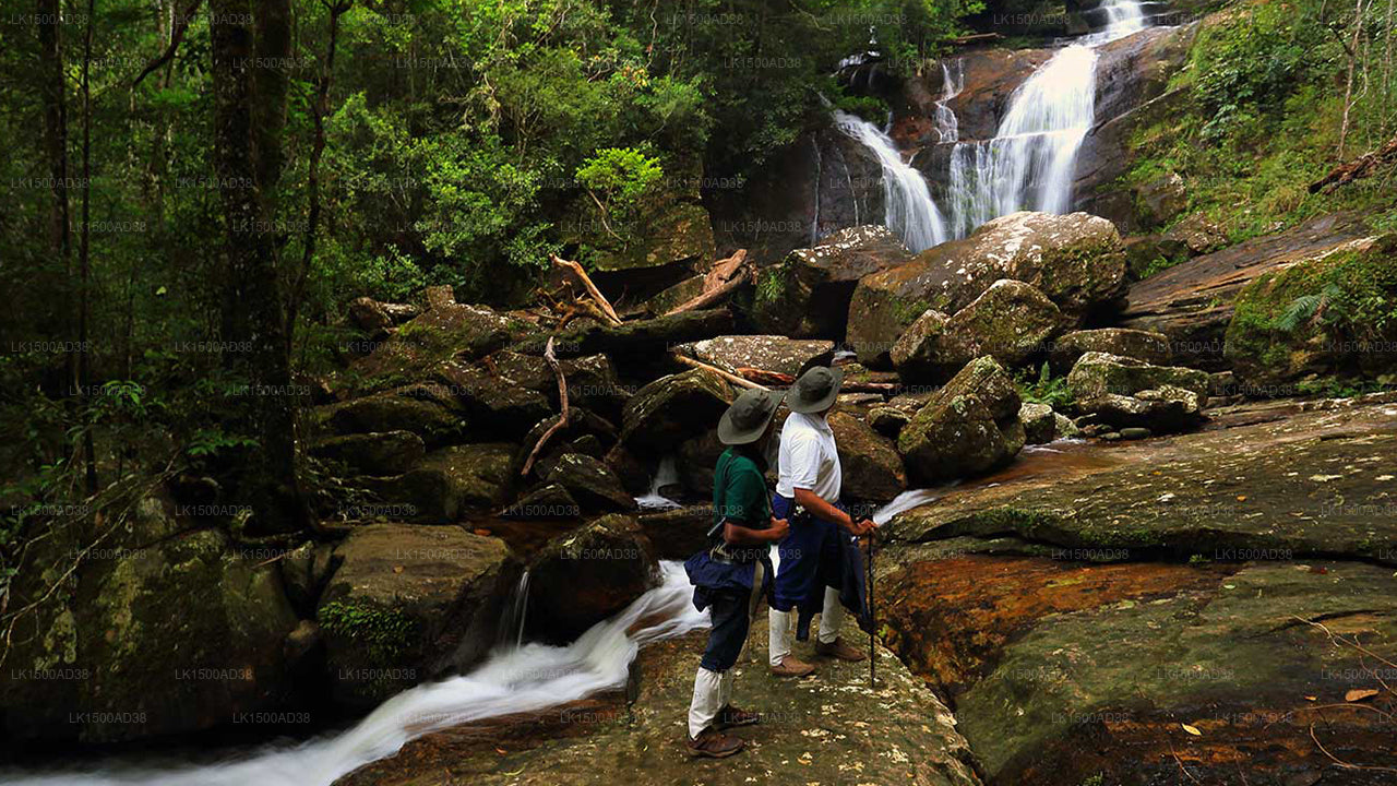 Regenwald-Ecolodge, Sinharaja