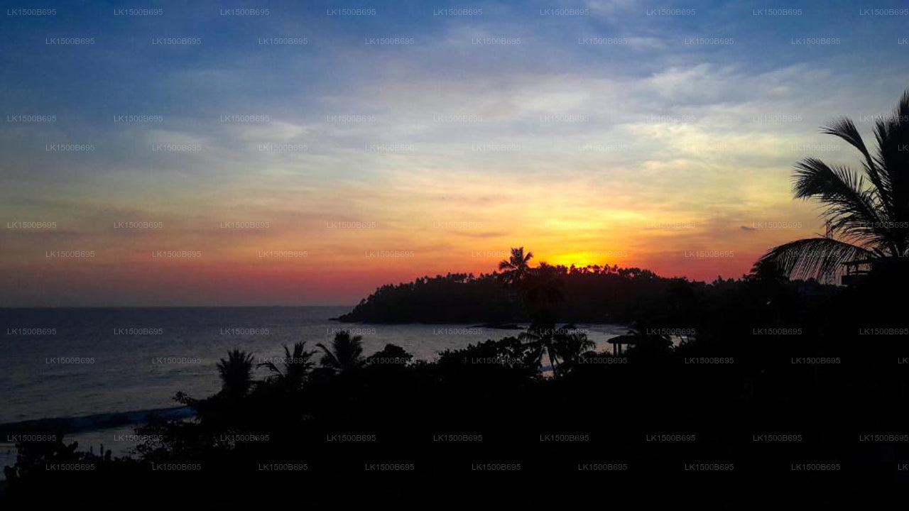 Flora und Fauna Mirissa, Mirissa