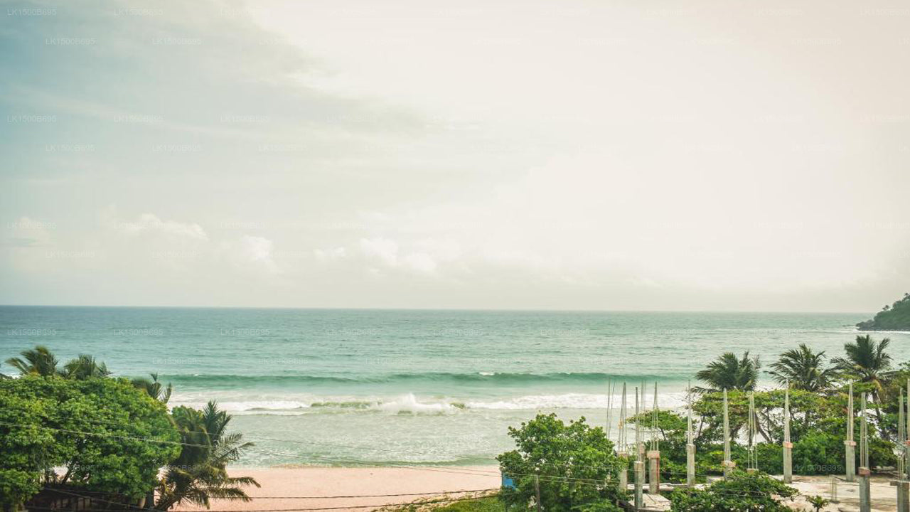 Flora und Fauna Mirissa, Mirissa