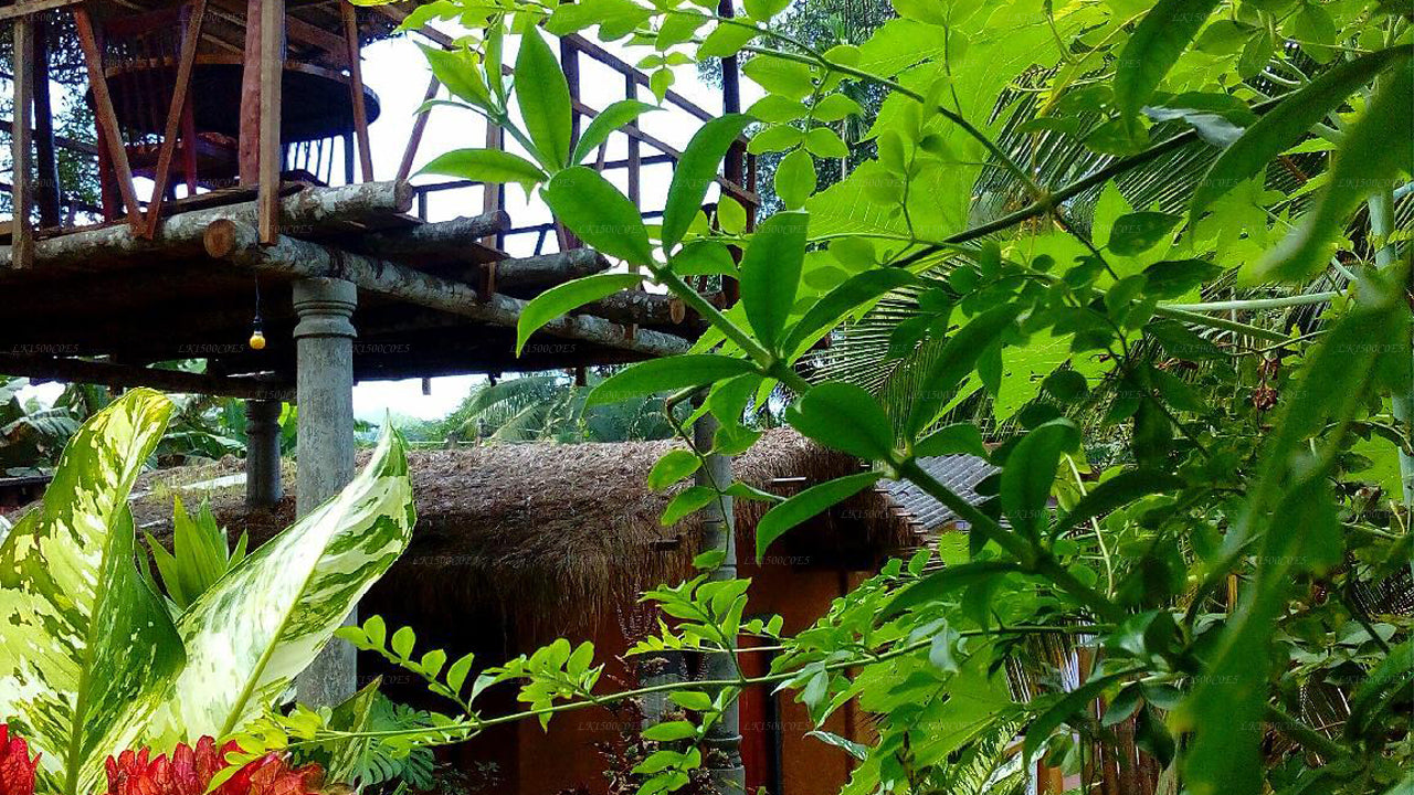 Gadadessa Estate, Kandy 