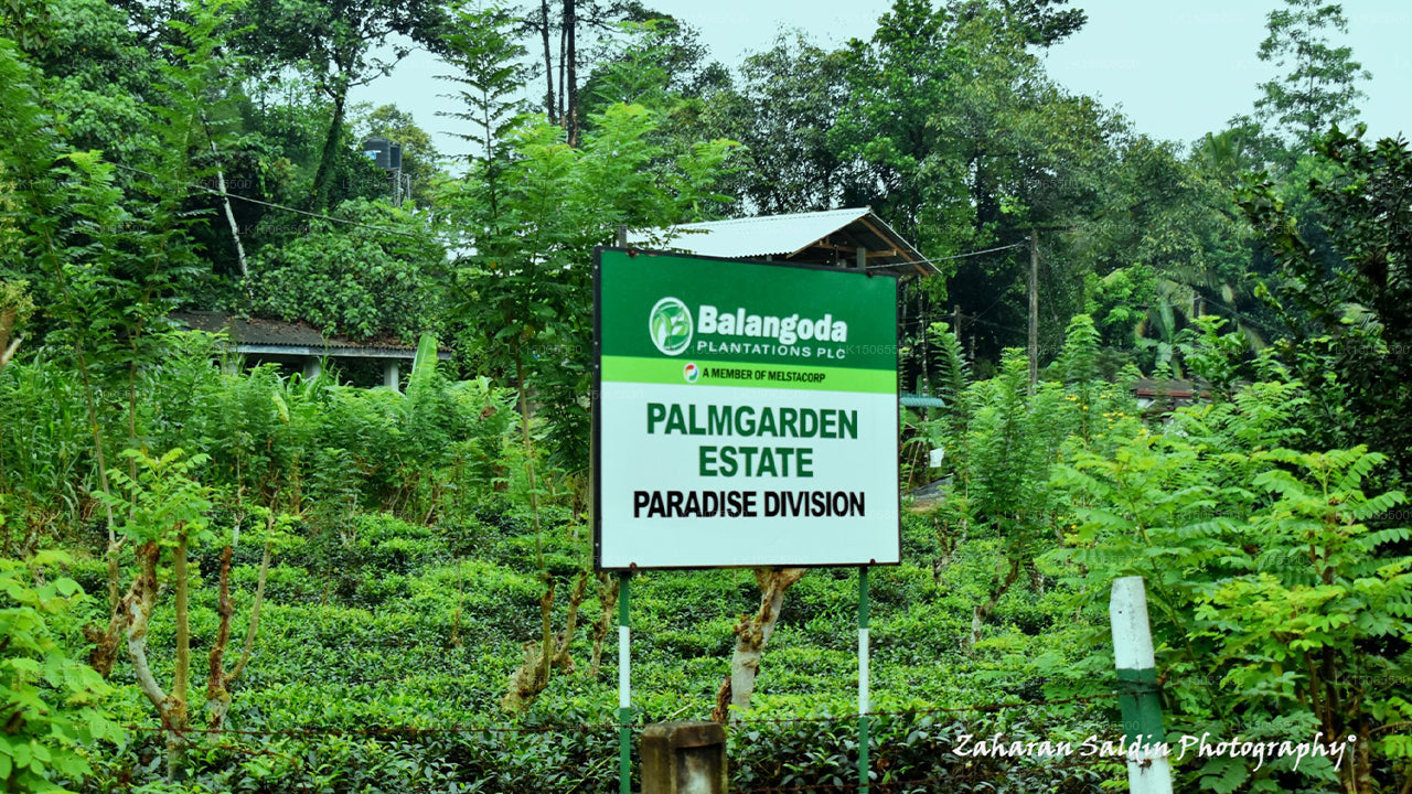 Hynford-Bungalow, Nawalapitiya