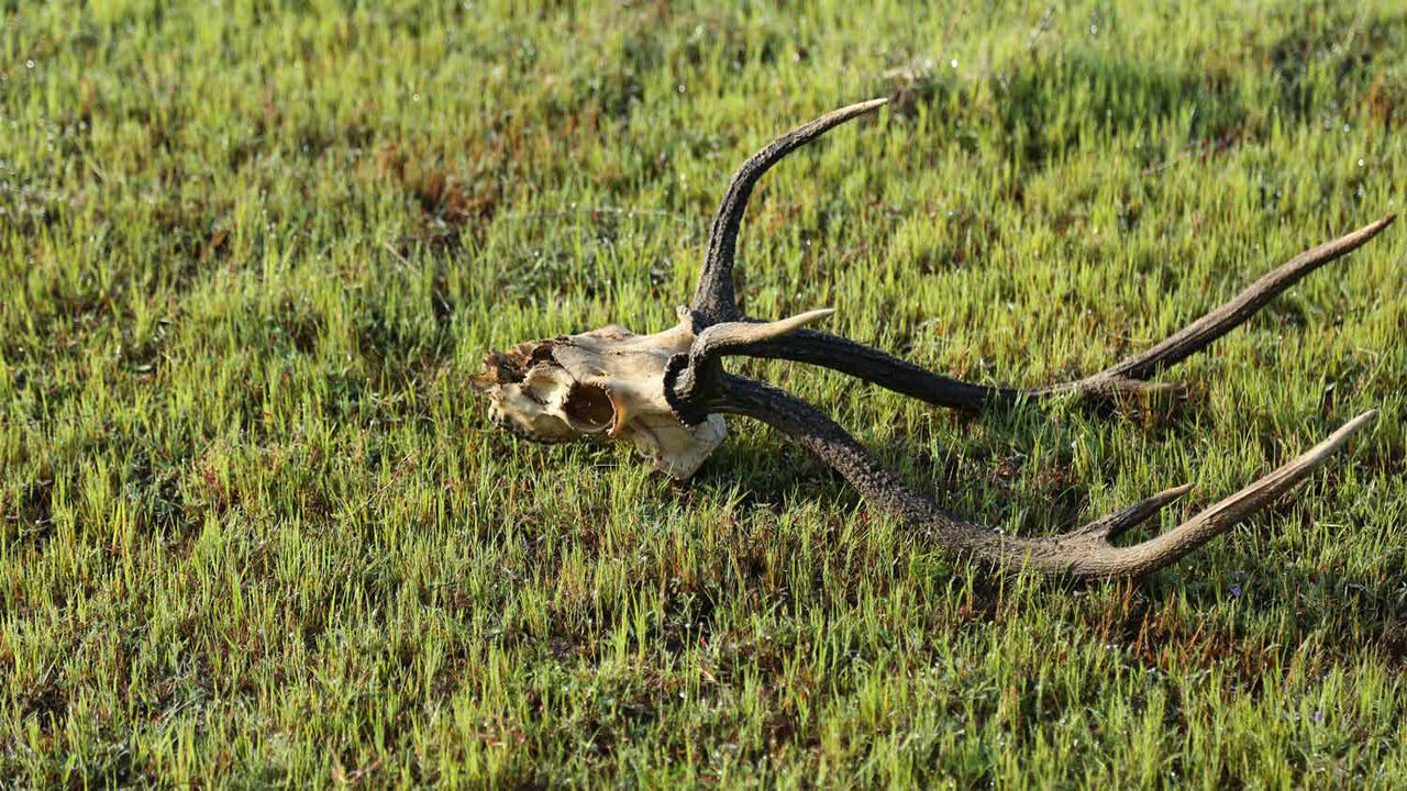 Governors River Lodge, Wilpattu 