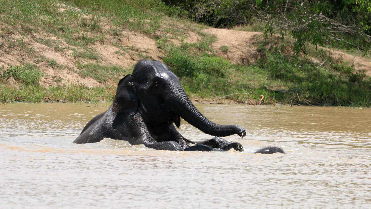 Governors River Lodge, Wilpattu 