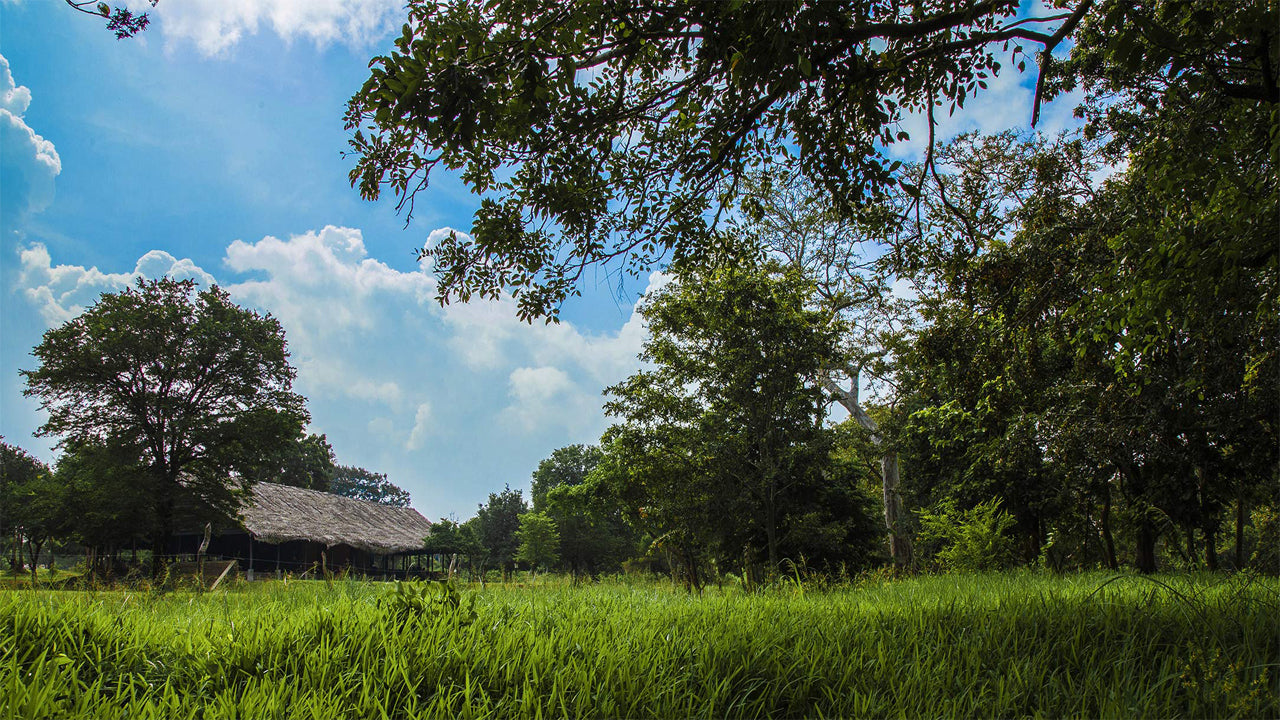 Governors River Lodge, Wilpattu 