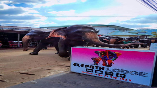 Gouverneursloge, Pinnawala 