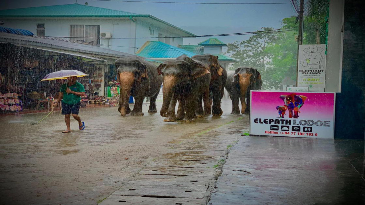 Gouverneursloge, Pinnawala 