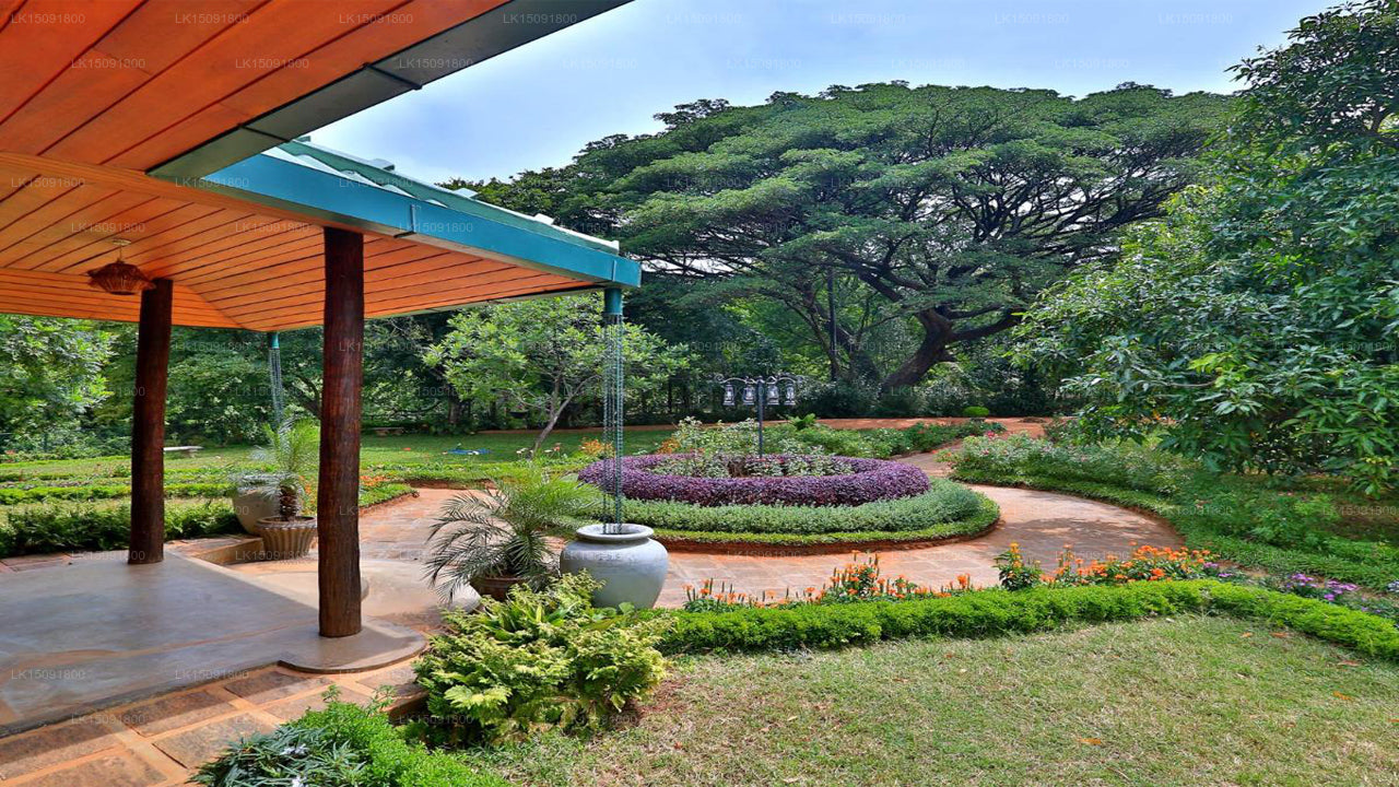 Gangula des Gouverneurs, Dambulla 