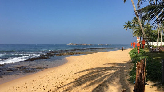 Sonnenblumen-Touristenrast