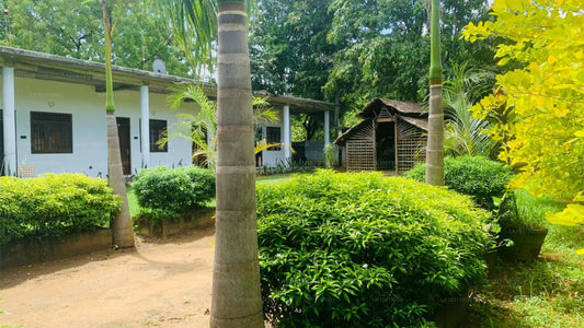 Die Binthenna, Mahiyanganaya
