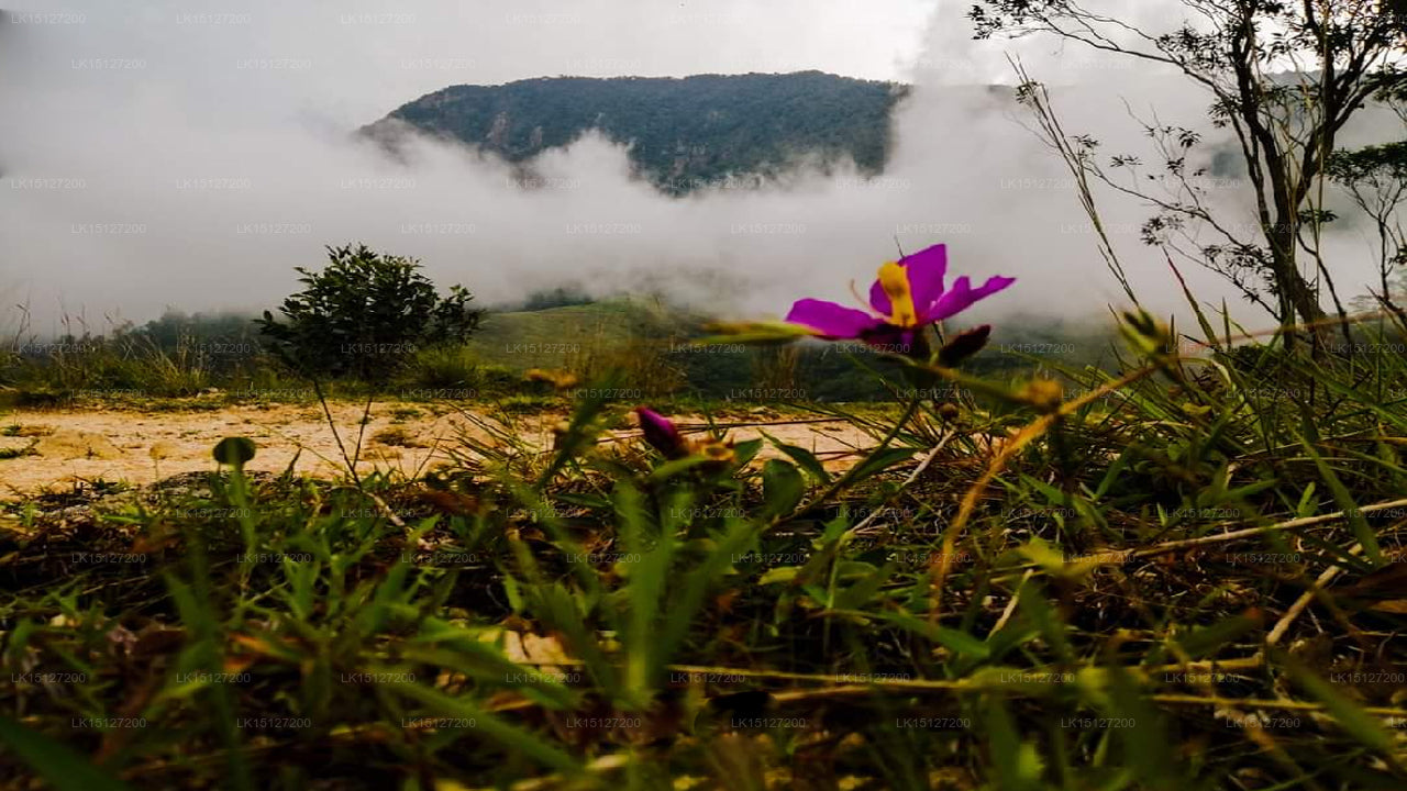 Bambarakanda Eco Holiday Resort, Haputale 