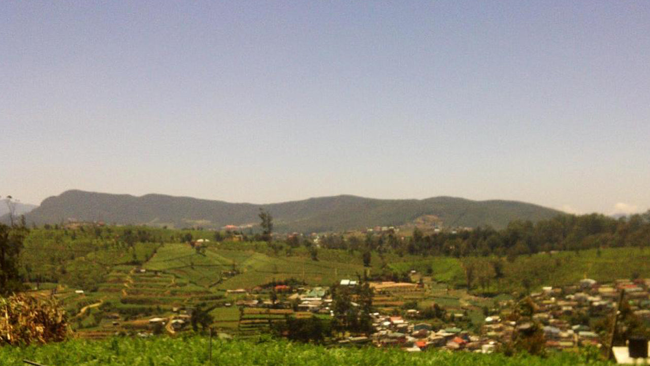 Grüner Wald, Nuwara Eliya