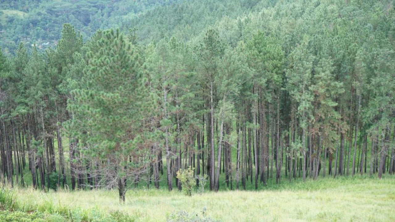 Hindagala Heights, Kandy 