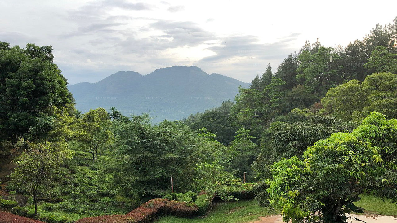 Waldrand, Kitulgala