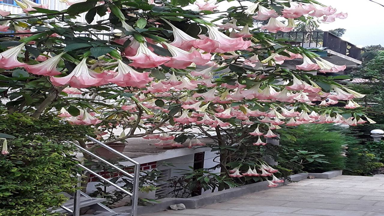 Ella Grand Peak, Ella 