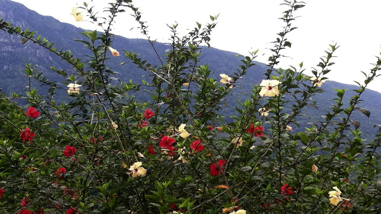 Handapan Fall Holiday Resort, Rakwana 