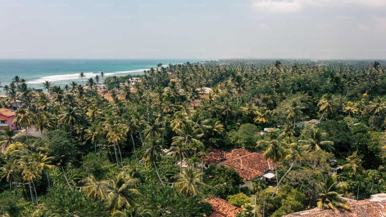 Kokosnusshain, Galle 
