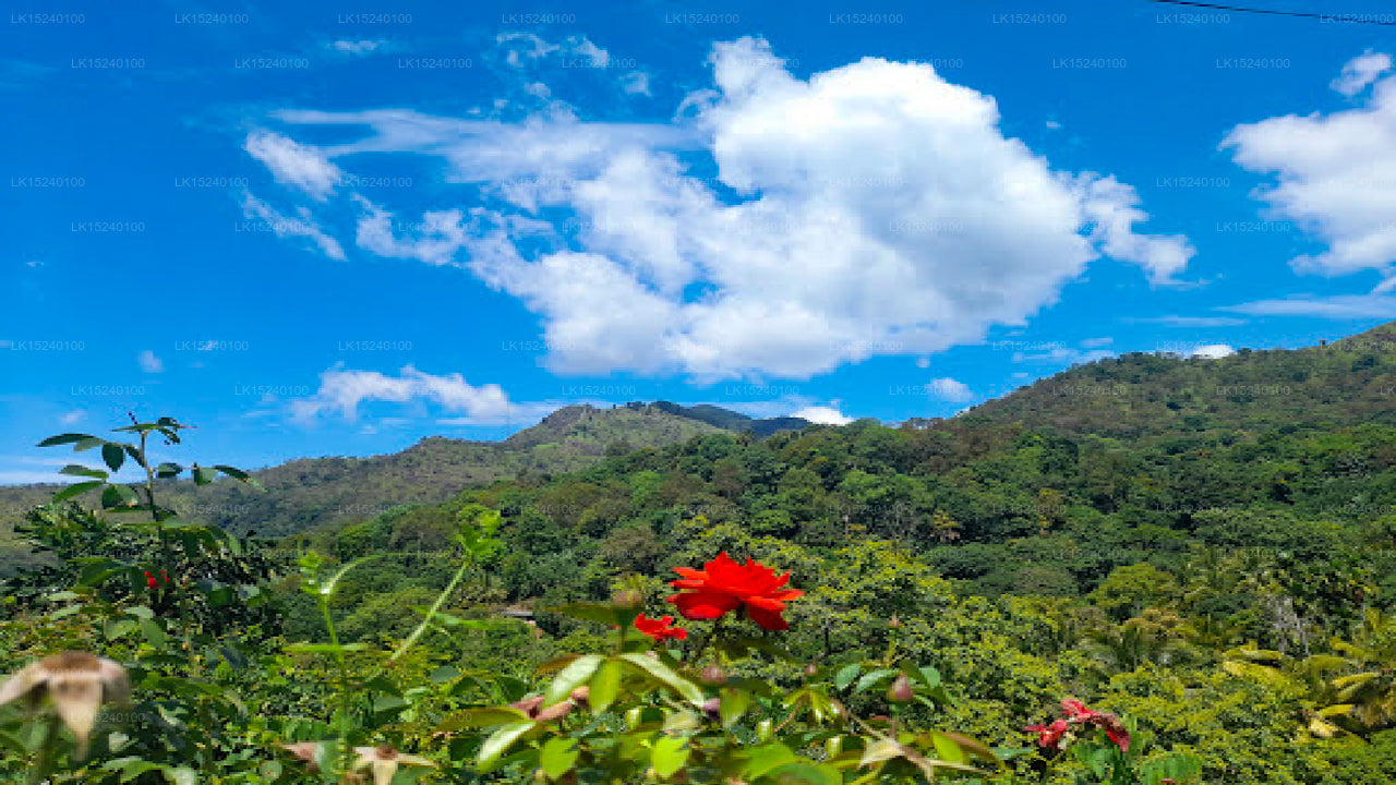 Ella Wildlife Village, Ella 