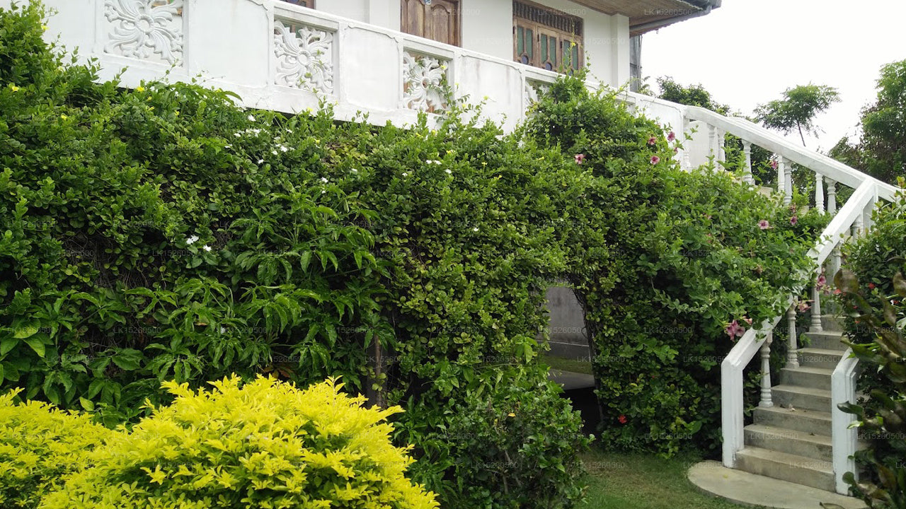 Nilaveli Palmenhaus, Nilaveli