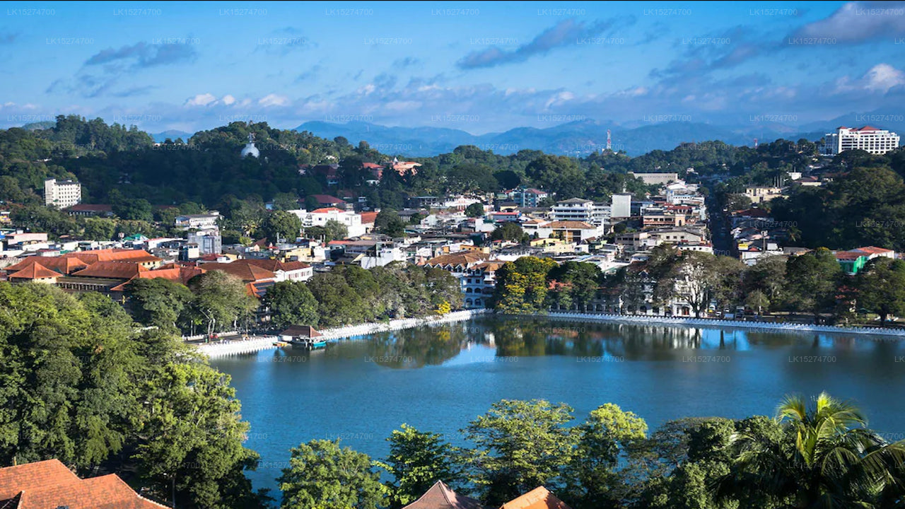 Bee View Home Stay, Kandy 