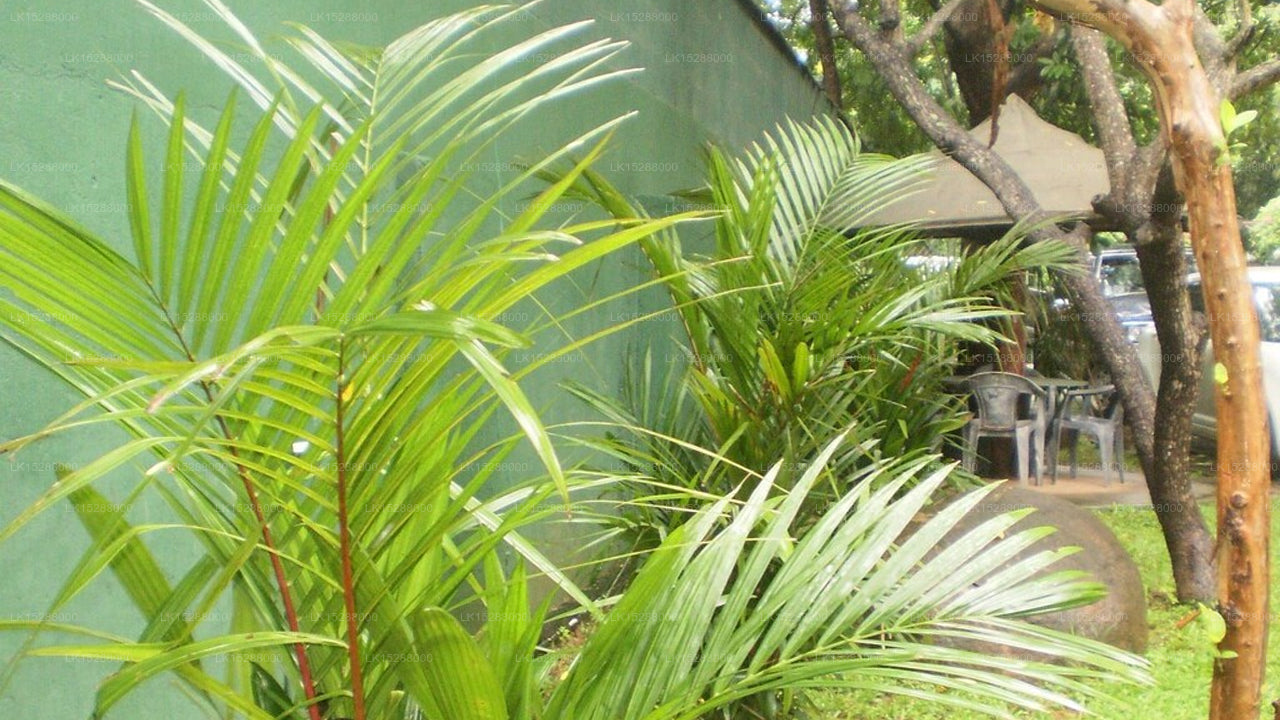 Cottage Tourist Rest, Anuradhapura 
