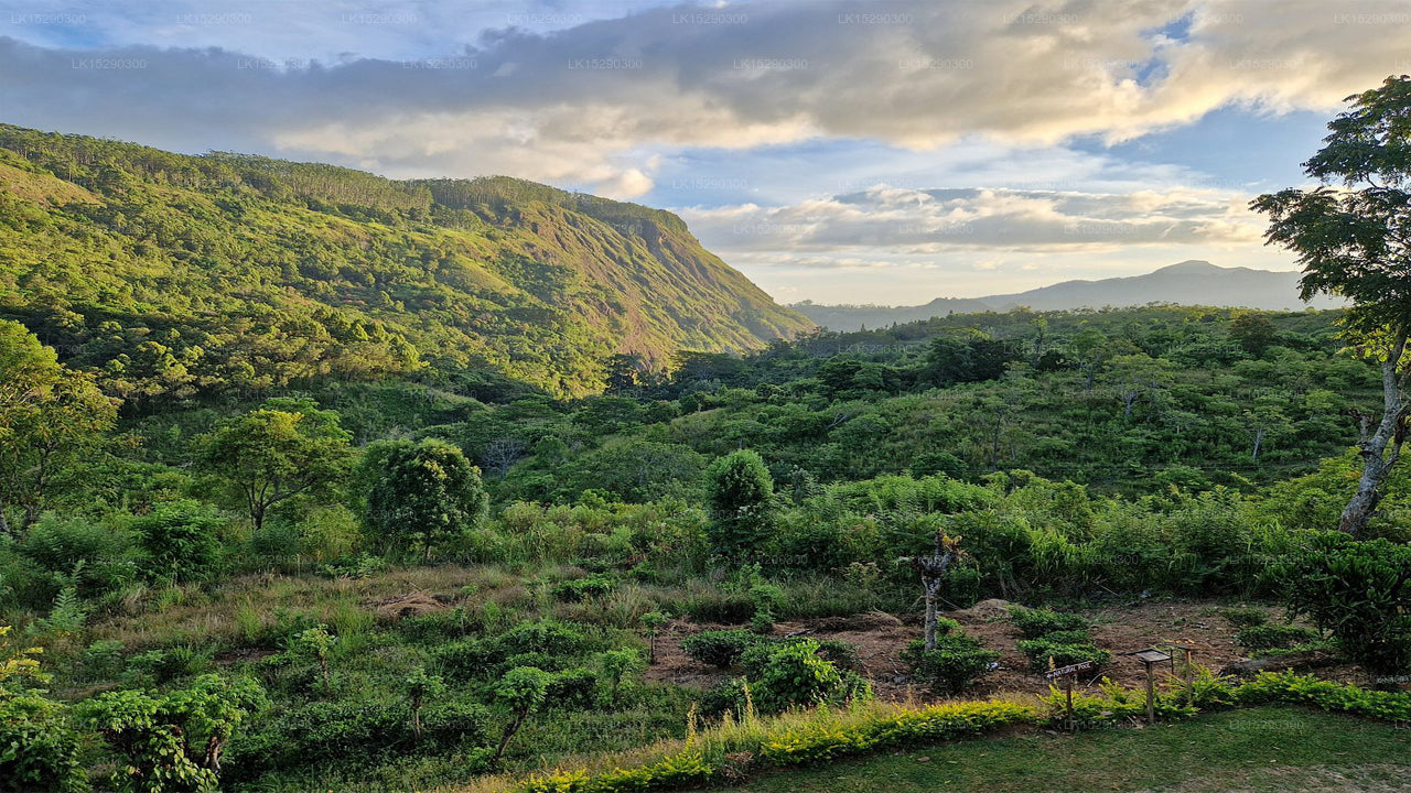 Hideaway Trails von Chaarya, Ella