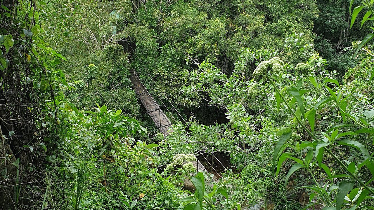 Hideaway Trails von Chaarya, Ella