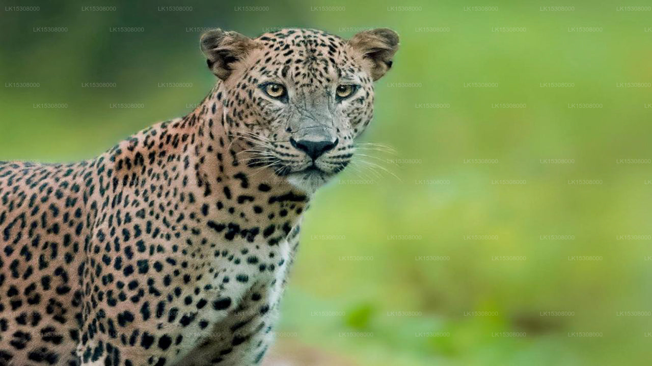 Eco Team Safari Camps Udawalawa 