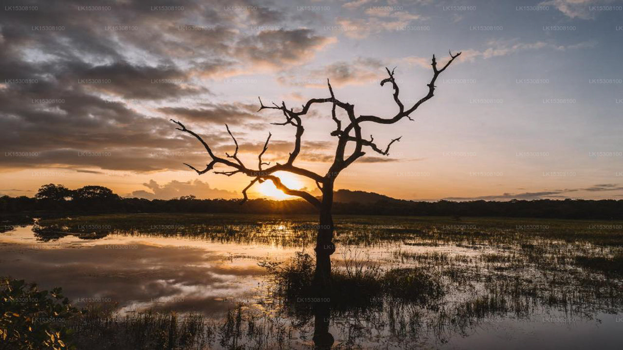 Eco Team Safari Camps, Yala 