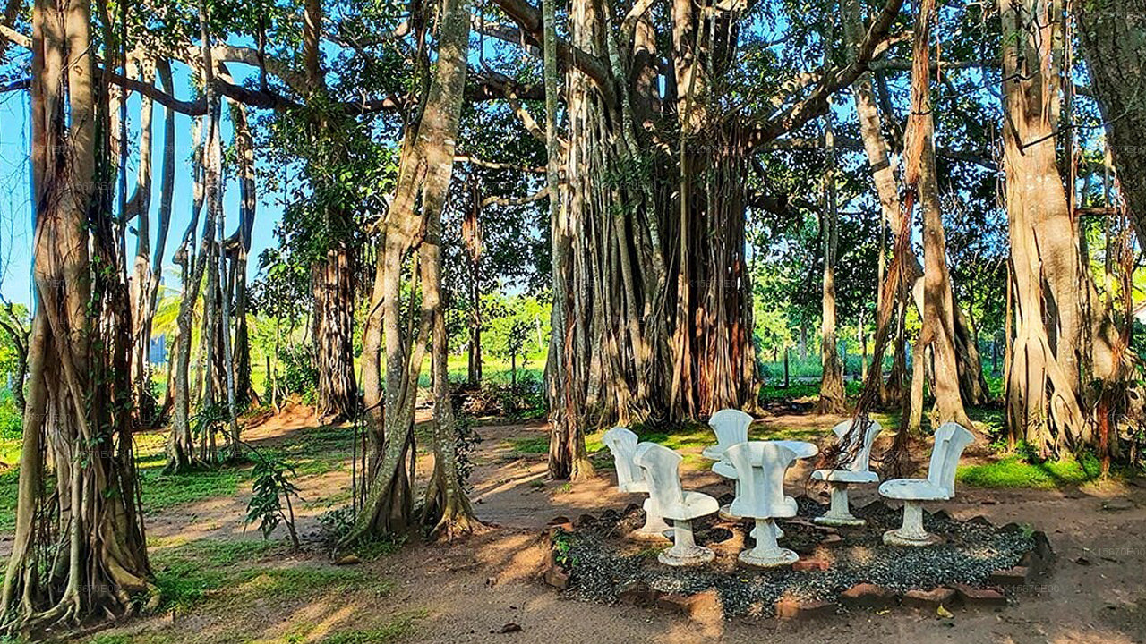 Ruhige Wildnis, Yala