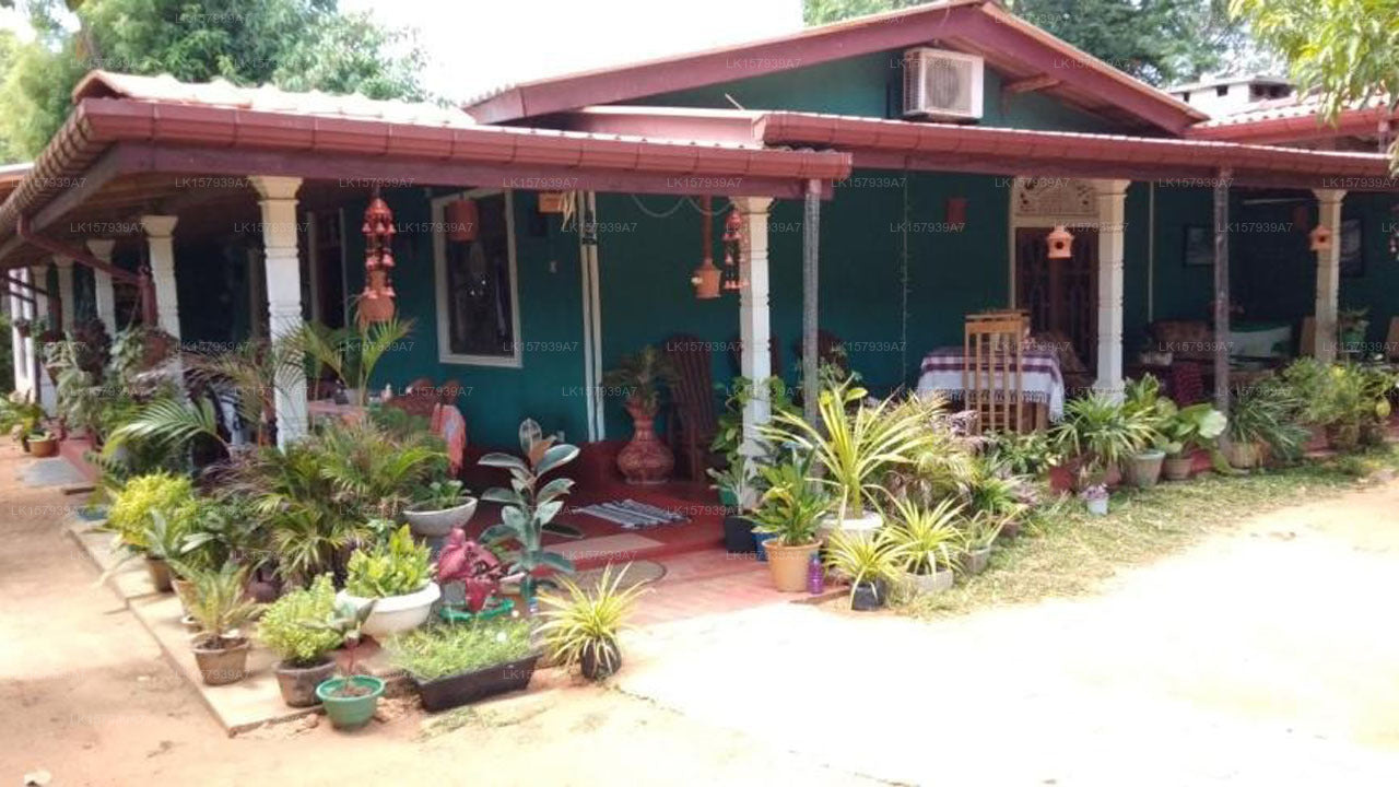 Familiennest, Dambulla