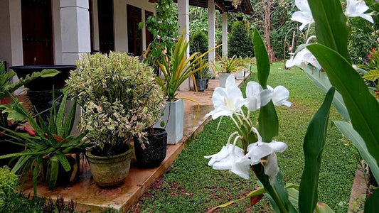 Cashew Villa, Hiriketiya